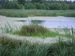 Wiedervernässter Flusstalpolder: Trebeltal bei Beestland (A.Rolfs)