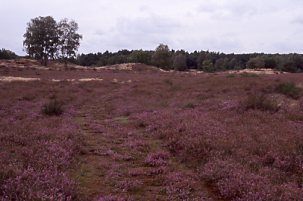 Naturschutzgebiet Bretziner Heide (H. Karl)