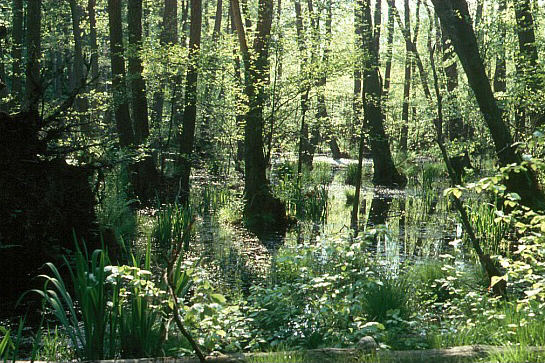 Geschützte naturnahe Bruch-, Sumpf- und Auwälder: Erlenbruchwald bei Bansin auf Usedom  (H. Karl)