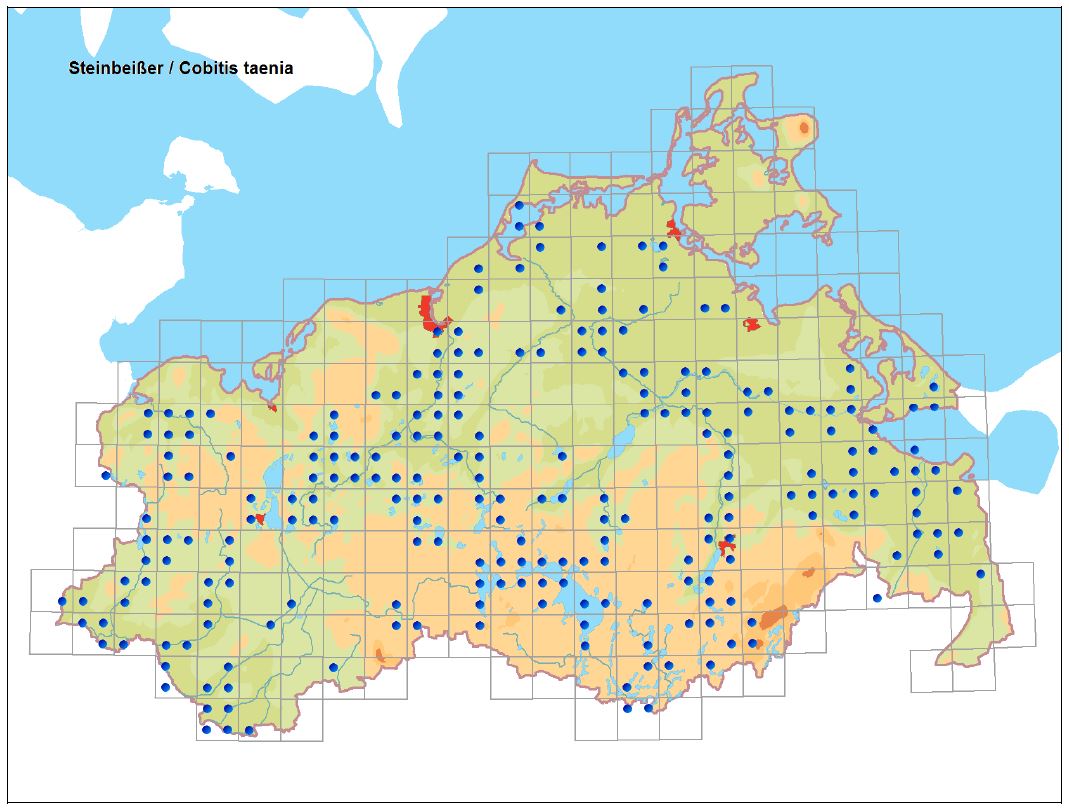 Verbreitung des Steinbeißers in Mecklenburg-Vorpommern 1990-2011 (Kartenerstellung LUNG unter Verwen