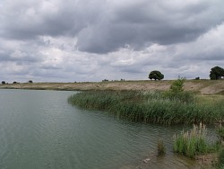 Schilf eines rekultivierten Uferstreifens am ehemaligen Kiesabbau bei Wusseken (LK Vorpommern/Rügen)