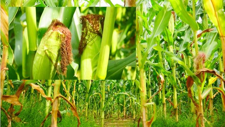 Mais wird als ganze Pflanze beprobt und analysiert