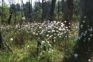 Wollgrasblüte im FFH-Gebiet Schlemminer Wälder (H. Karl)