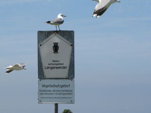 Sturmmöwen Vo-gelschutzgebiet Wismarbucht (C. Herrmann)