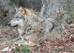 Wolf in Gehege