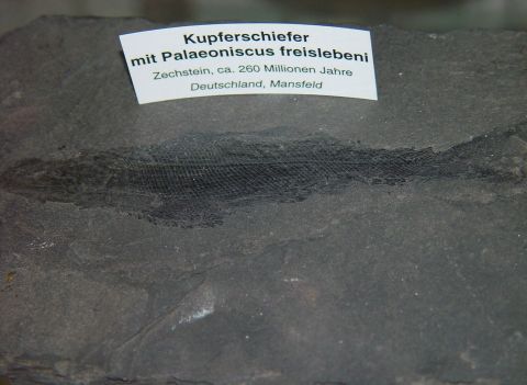 kupfer_fisch.jpg