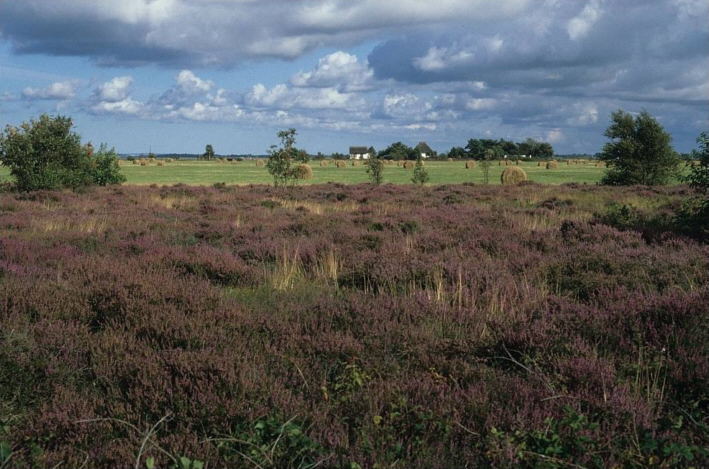 duenenheide_hiddensee.jpg